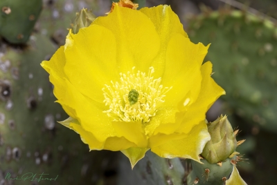 Prickly Pear Cactus